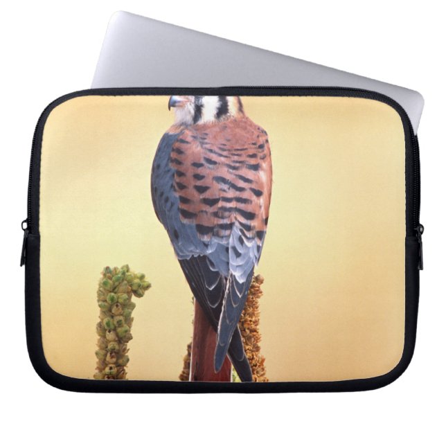 Funda Para Portátil Kestrel, Falco sparverius, nativo de Estados Unido (Frente)
