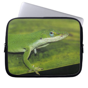 Funda Para Portátil Lagarto verde, Anolis carolinensis, adulto en palm