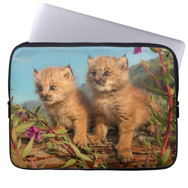 Funda Para Portátil Lynx Kittens canadiense, Alaska (Frente)