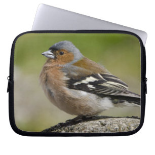 Funda Para Portátil  Male Chaffinch (WILD: Coelebs de fringilla)