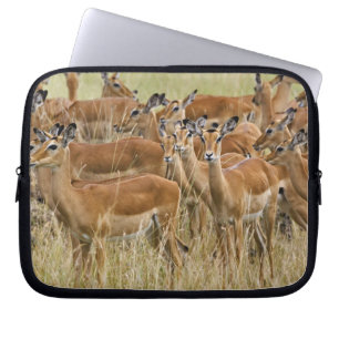 Funda Para Portátil Manada de impalas hembras, Masai Mara, Kenia.