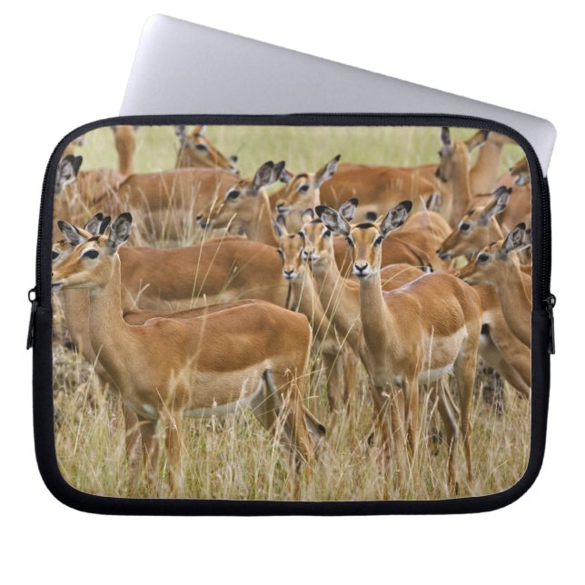 Funda Para Portátil Manada de mujeres Impala, Masai Mara, Kenia. (Frente)