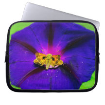 Mariposa en flor de gloria matutina