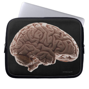 Funda Para Portátil Modelo de cerebro humano, toma de estudio