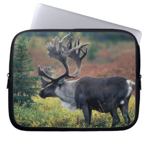 Funda Para Portátil NA, EE. UU., Alaska, Parque Nacional Denali, Carib