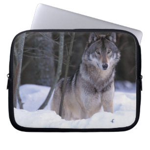 Funda Para Portátil Norteamérica, Canadá, Canadá Oriental, Lobo gris