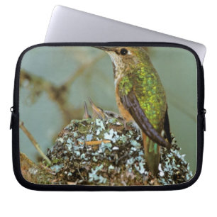 Funda Para Portátil Norteamérica, EE. UU., Alaska. Colibrí rufo