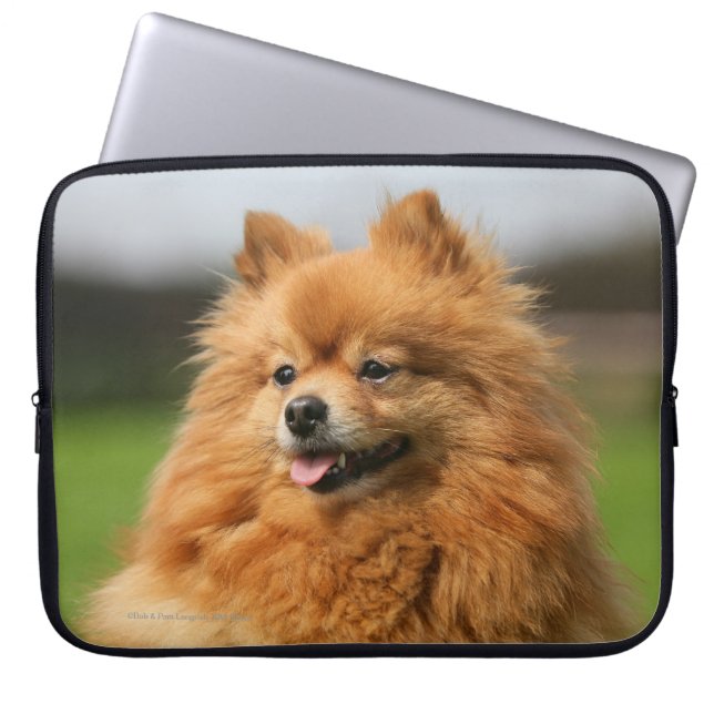 Funda Para Portátil Observación de Pomeranian (Frente)