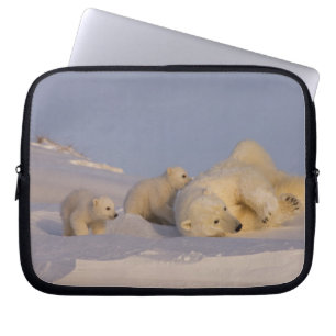 Funda Para Portátil oso polar, Ursus maritimus, hembra jugando