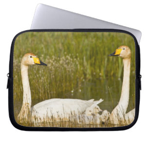 Funda Para Portátil Pareja de cisnes cantores con crías en Islandia.