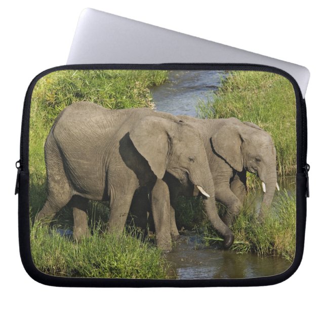 Funda Para Portátil Pareja de elefantes africanos Masai Mara (Frente)
