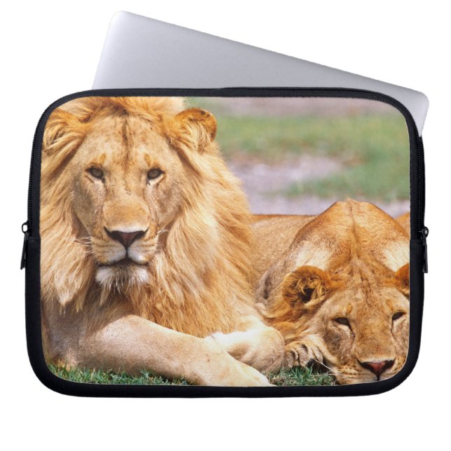 Funda Para Portátil Pareja de Leones Africanos, Panthera leo, Tanzania (Frente)