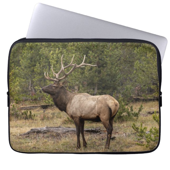 Funda Para Portátil Parque nacional Bull Elk Yellowstone, Wyoming (Frente)