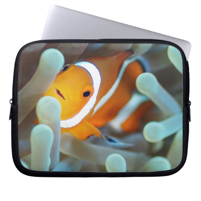 Funda Para Portátil Payaso Anemonefish (Frente)