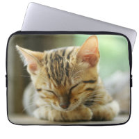 Pequeño gatito del bebé el dormir