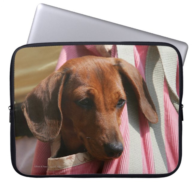 Funda Para Portátil perrito miniatura Liso-haired del Dachshund (Frente)