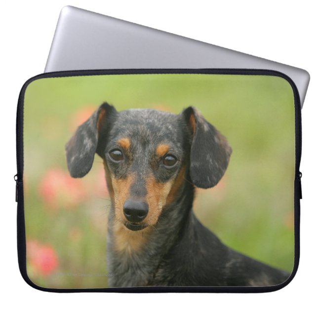 Funda Para Portátil perrito miniatura Liso-haired del Dachshund que (Frente)