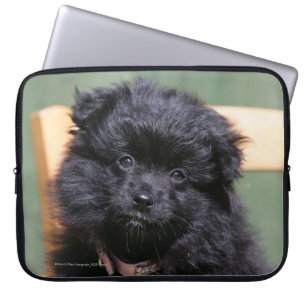 Funda Para Portátil Perrito negro de Pomeranian