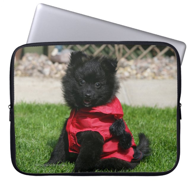 Funda Para Portátil Perrito negro de Pomeranian que mira la cámara (Frente)