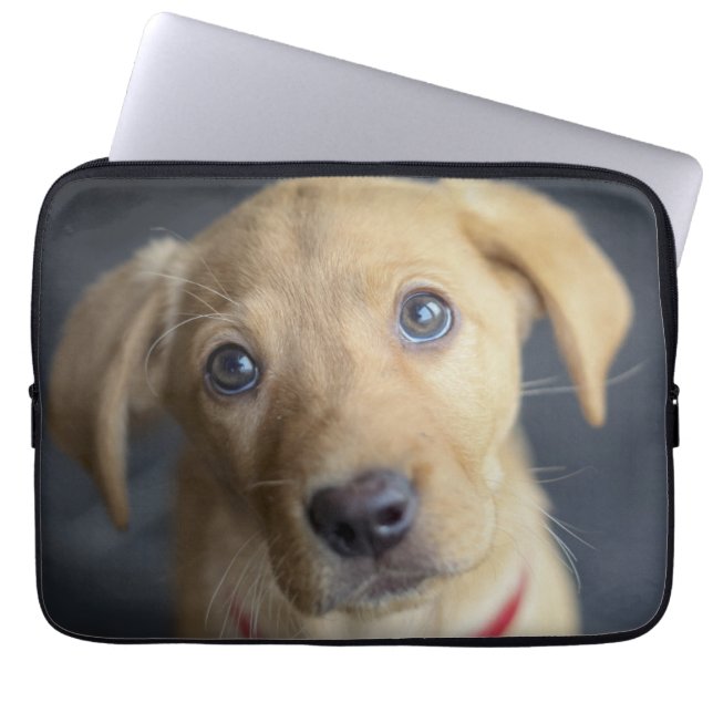 Funda Para Portátil Perrito rojo del Fox Labrador (Frente)