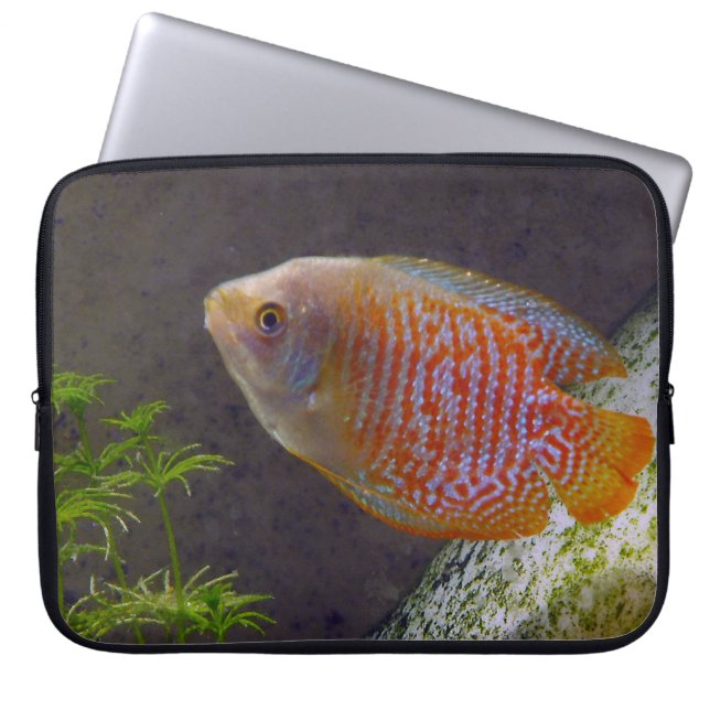 Funda Para Portátil Pescado de Dwarf Gourami (Frente)