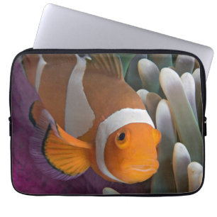 Funda Para Portátil Pez payaso occidental