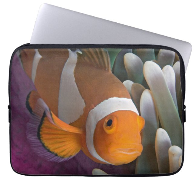 Funda Para Portátil Pez payaso occidental (Frente)