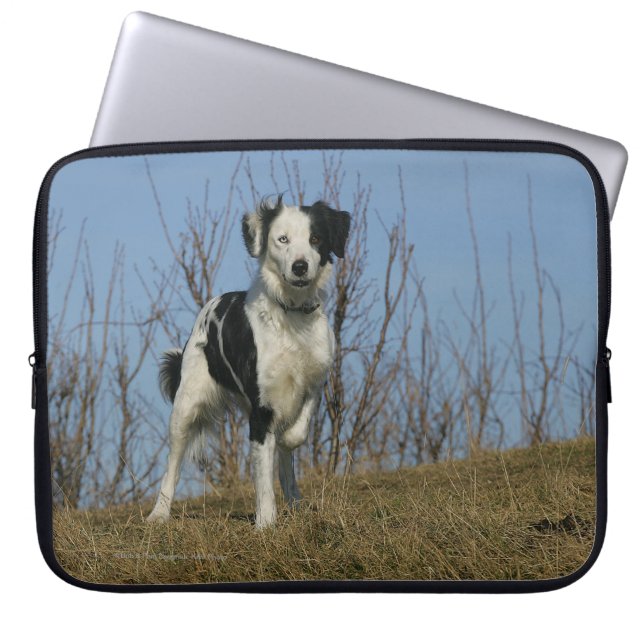 Funda Para Portátil Pierna del border collie aumentada (Frente)