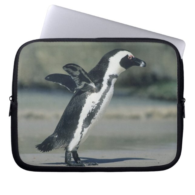 Funda Para Portátil Pingüino Africano (Frente)