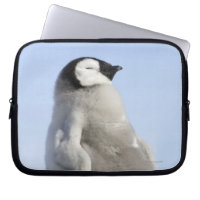 Pingüino Emperador Bebé, Isla de la Colina de la N