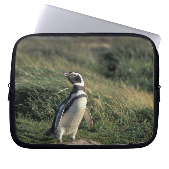 Funda Para Portátil Pingüino magelánico (Sfeniscus magellanicus), (Frente)