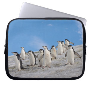 Funda Para Portátil Pingüinos de la Antártida Pygoscelis Antarctica