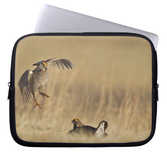 Funda Para Portátil Pollos de pradera macho al menos en el condado de  (Frente)