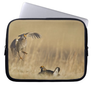 Funda Para Portátil Pollos de pradera machos en lek en el condado de L