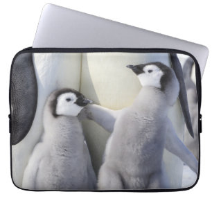 Funda Para Portátil Polluelo del pingüino de emperador
