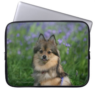 Funda Para Portátil Pomeranian en la hierba