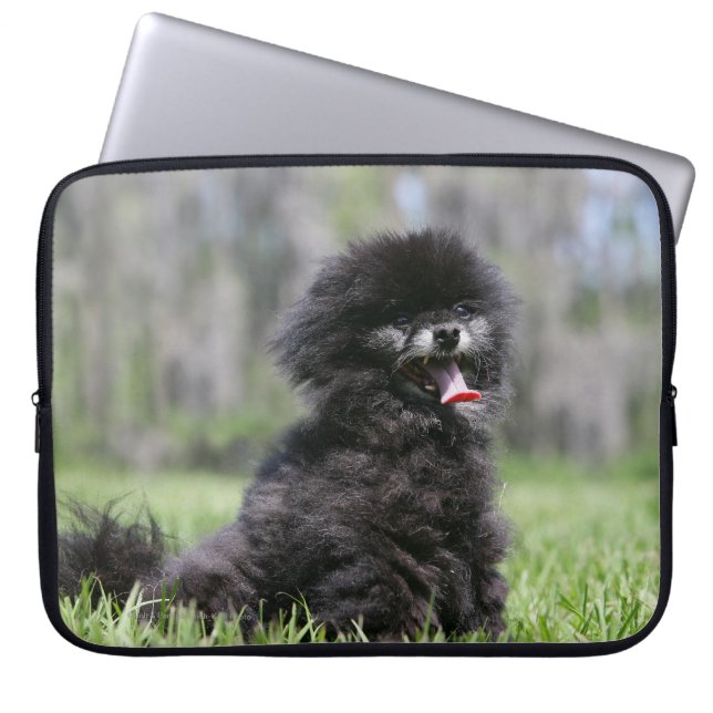 Funda Para Portátil Pomeranian mayor negro (Frente)