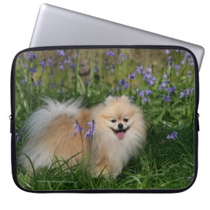 Funda Para Portátil Pomeranian que se coloca de mirada de la cámara