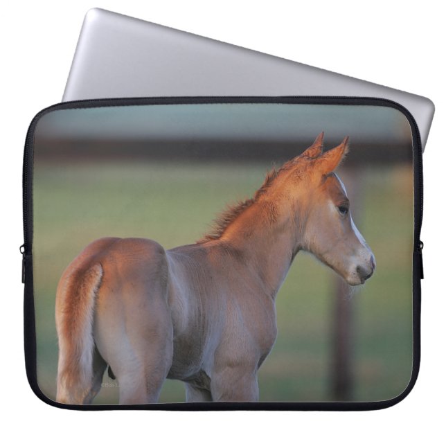 Funda Para Portátil Potro cuarto del caballo (Frente)