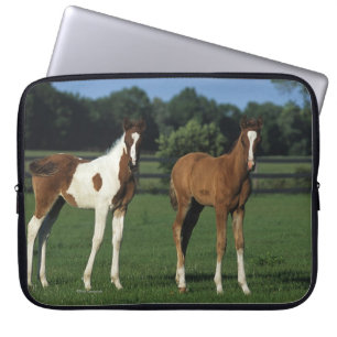 Funda Para Portátil Potros del árabe que se colocan en campo herboso