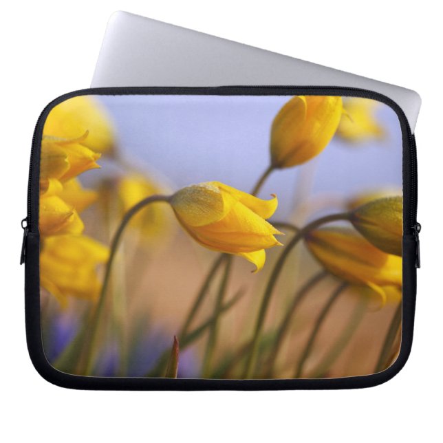 Funda Para Portátil Primer de narcisos (Frente)