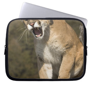 Funda Para Portátil Puma o león de montaña, puma concolor, Cautivo -