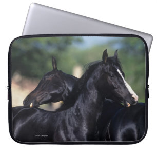 Funda Para Portátil Rasguño árabe del caballo