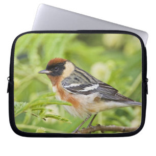 Funda Para Portátil Reinita Pechirrayada (Dendroica castanea) adulto