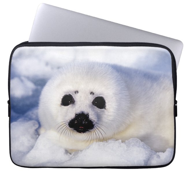 Funda Para Portátil Retrato de una cría de foca arpón (Frente)