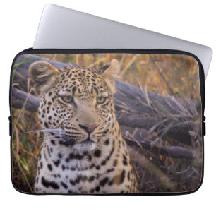 Funda Para Portátil Sesión de leopardo, Botswana, África