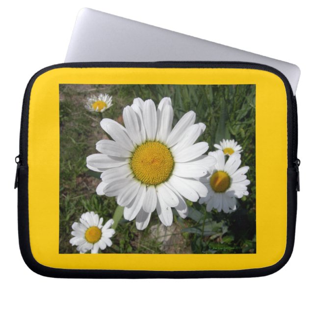 Funda Para Portátil Shasta Daisy (Chrysanthemum máximo) (Frente)