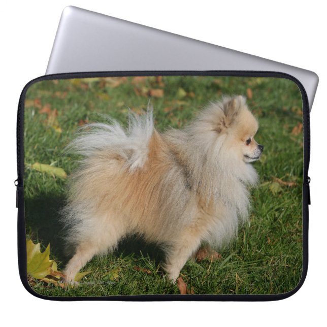 Funda Para Portátil Situación de Pomeranian (Frente)