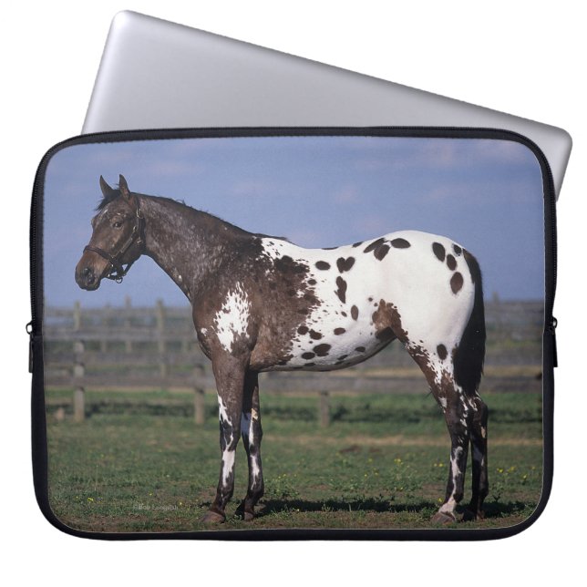 Funda Para Portátil Situación del caballo del Appaloosa (Frente)