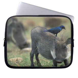 Funda Para Portátil Sudáfrica, Pilanesburg GR, jabalí